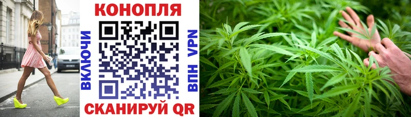 Конопля сатива  что такое   Томилино 